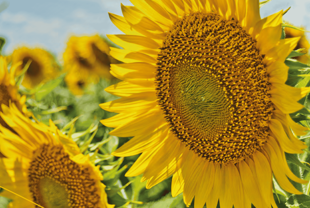 sunflowers in a field
